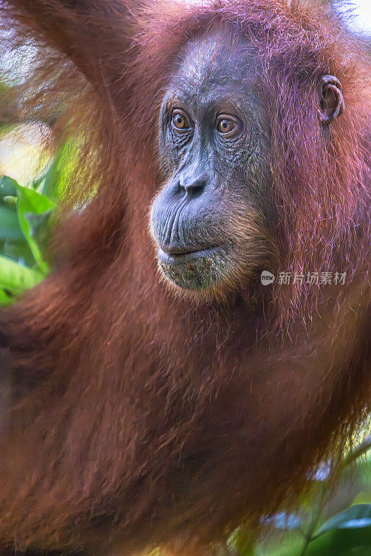 苏门答腊猩猩的肖像，Pongo abelii